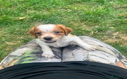 Brittany Spaniel dogs for sale: Brittany puppies for sale  - Image 6