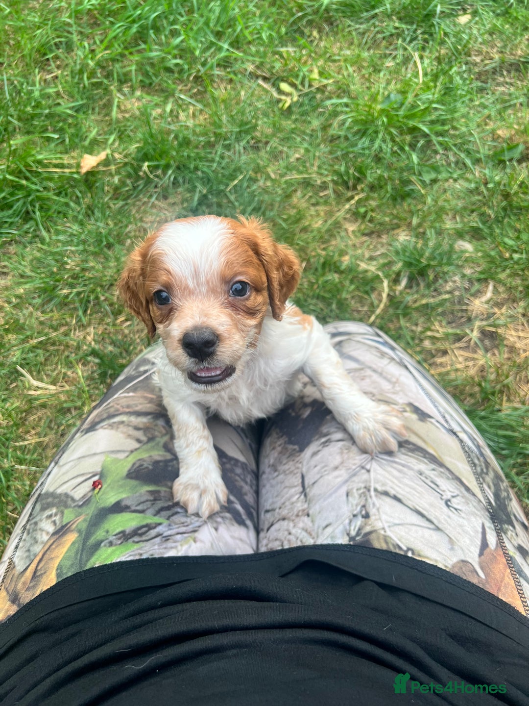 Brittany Spaniel dogs for sale: Brittany puppies for sale  - Image 6
