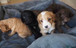 Cockapoo dogs for sale: Gorgeous cockerpoo  puppies for sale  - Image 7