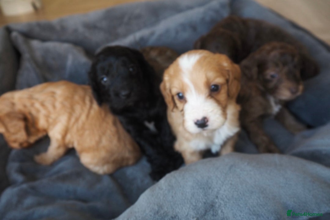 Cockapoo dogs for sale: Gorgeous cockerpoo  puppies for sale  - Image 7