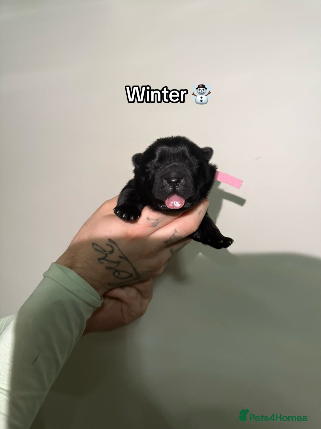 Chow Chow dogs for sale: 🍬Beautiful chow litter kc registered 🍬 - Advert 29