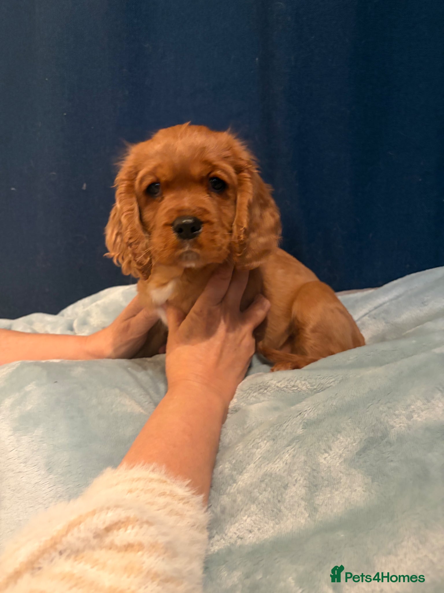 Cavalier King Charles Spaniel dogs healthy vet checked KC registered puppies boys - Advert 2