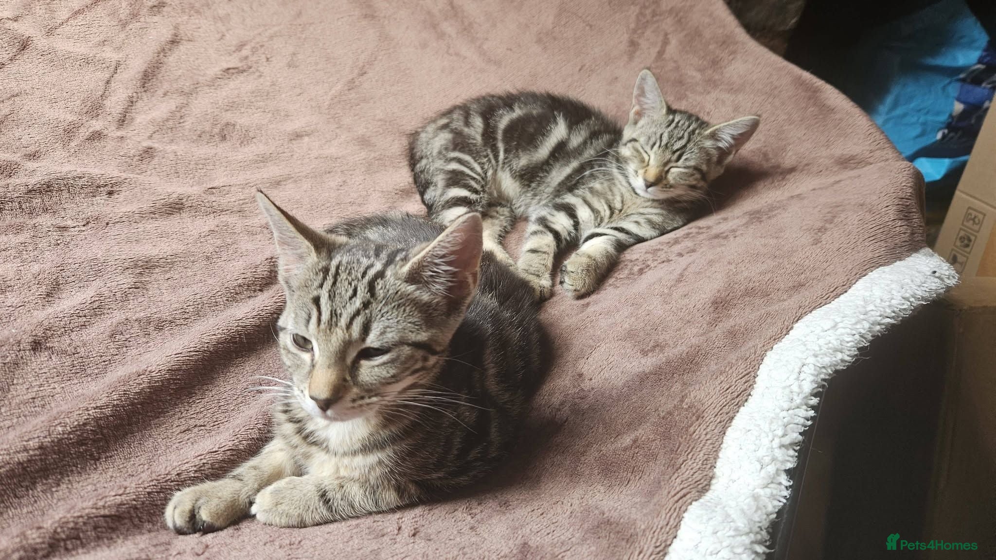 Mixed Breed cats Two female kittens - Advert 3