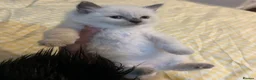 Ragdoll cats for sale: Beautiful Ragdoll kittens ready to leave - Advert 5