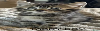 Mixed Breed Kitten 5