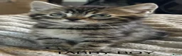 Mixed Breed cats for sale: Bengal cross Kittens for sale inc White/ Cream in Petworth - Advert 17