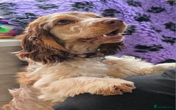 Cocker Spaniel dogs for sale: Wanted a special home for my special girl - Image 2