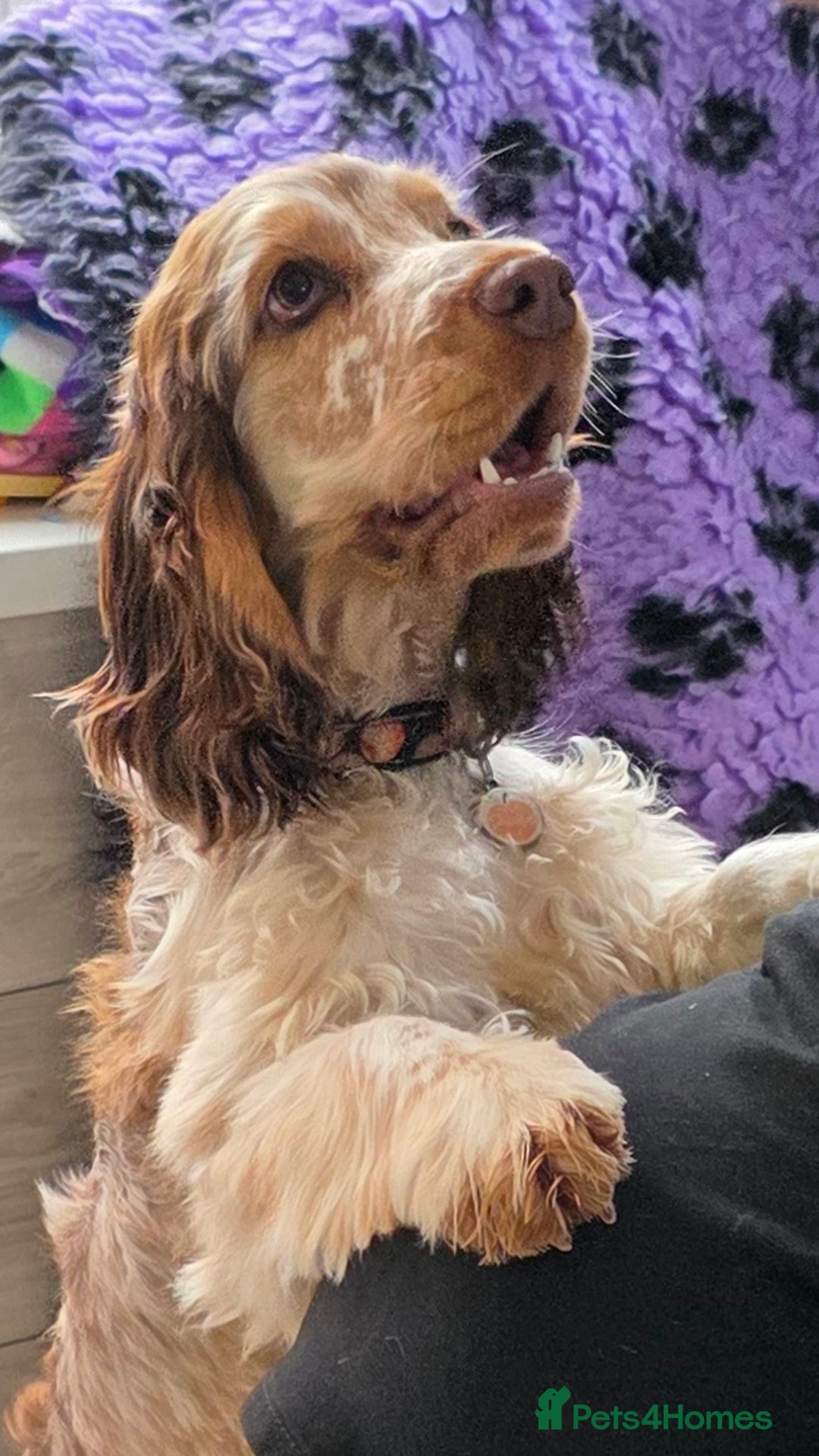 Cocker Spaniel dogs for sale: Wanted a special home for my special girl - Image 2