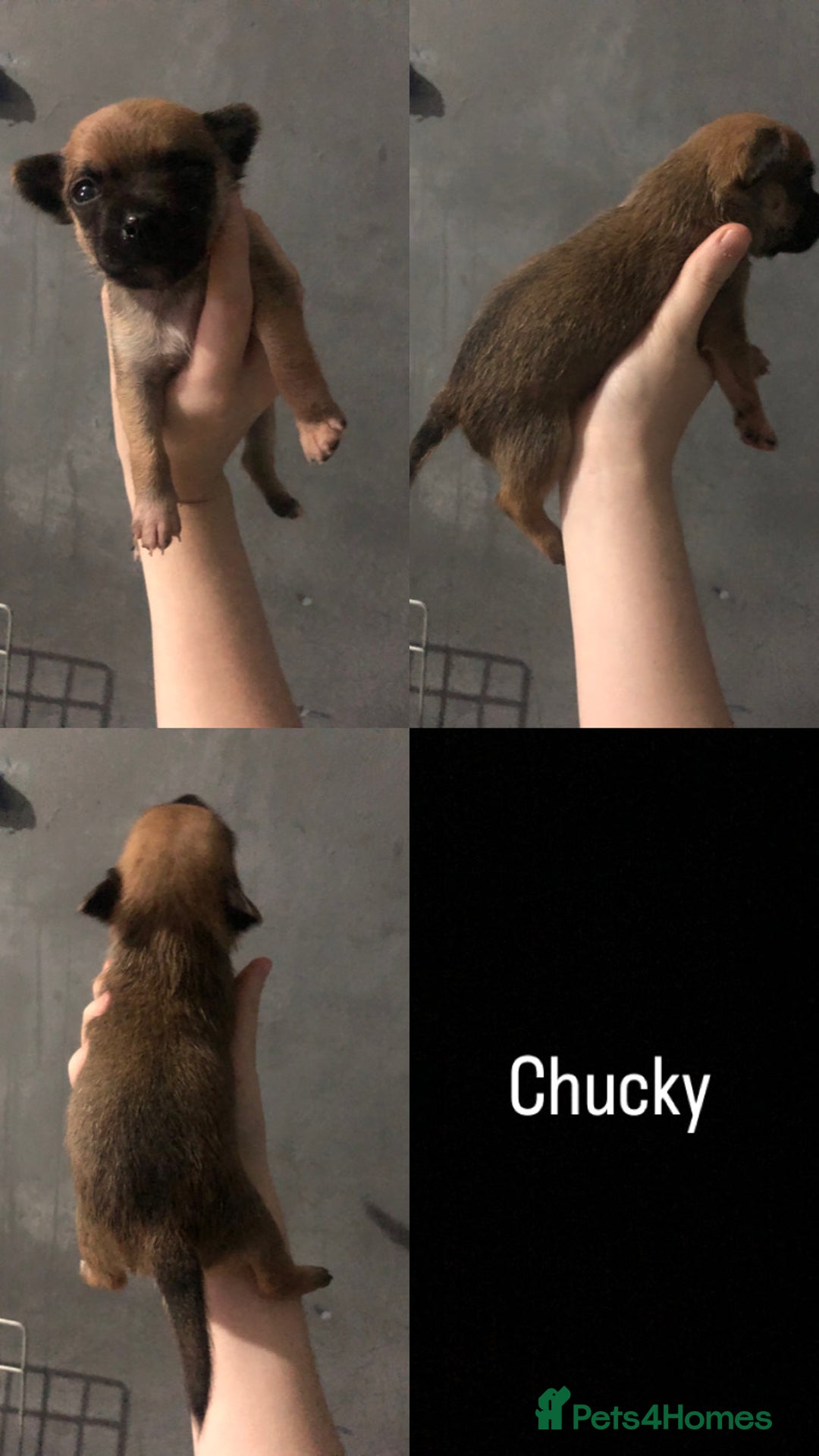 Pomchi dogs for sale: 🐾MALE POMCHI PUPPIES🐾 - Advert 11