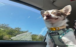 Chihuahua dogs for sale: Tiny Chihuahua Male - Image 2