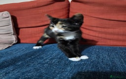 British Shorthair cats for sale: Kittens 1 boy 2 girls - Image 2