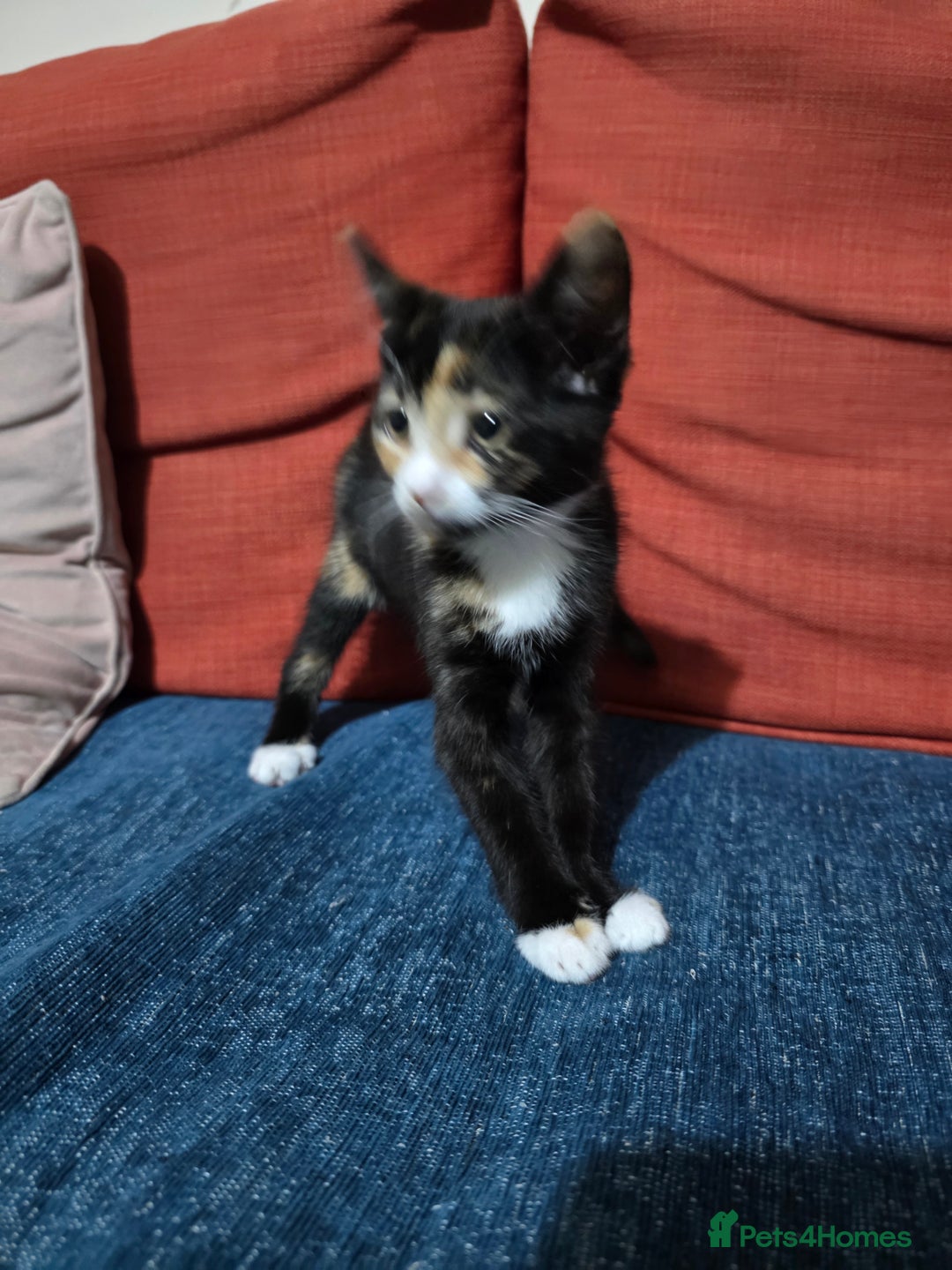 British Shorthair cats for sale: Kittens 1 boy 2 girls - Image 2