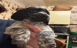 Cocker Spaniel dogs for sale: Show Cocker Pups - Image 6