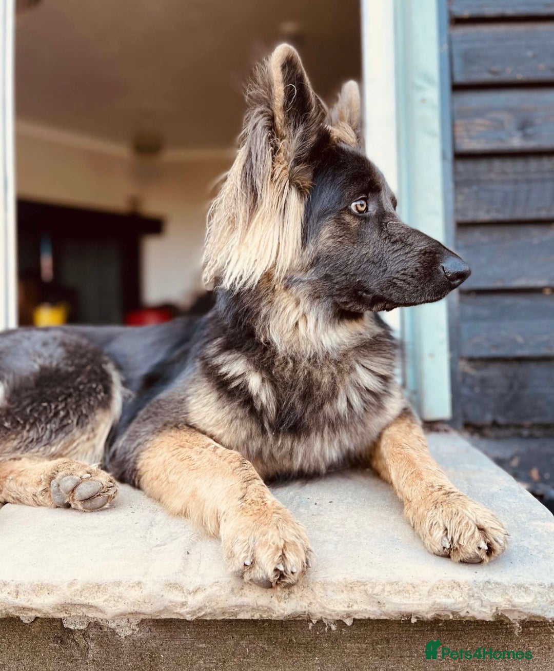 Mixed Breed dogs for sale: Goldendoodle x Blue Sable German Shepard puppies - Advert 21