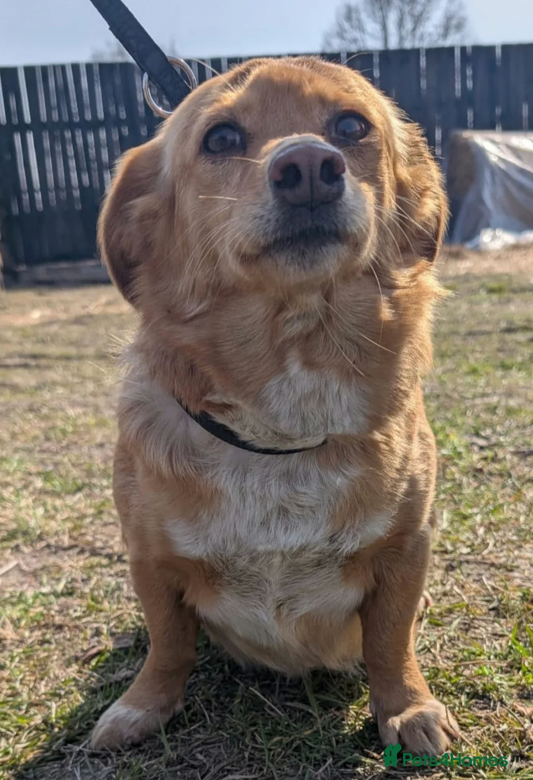 Labradoodle dogs for adoption: 🐾 FIONA – Female Labrador Retriever  in West Malling - Advert 2
