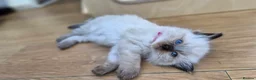 Ragdoll cats for sale: Ragdoll kittens *one female left* - Advert 16