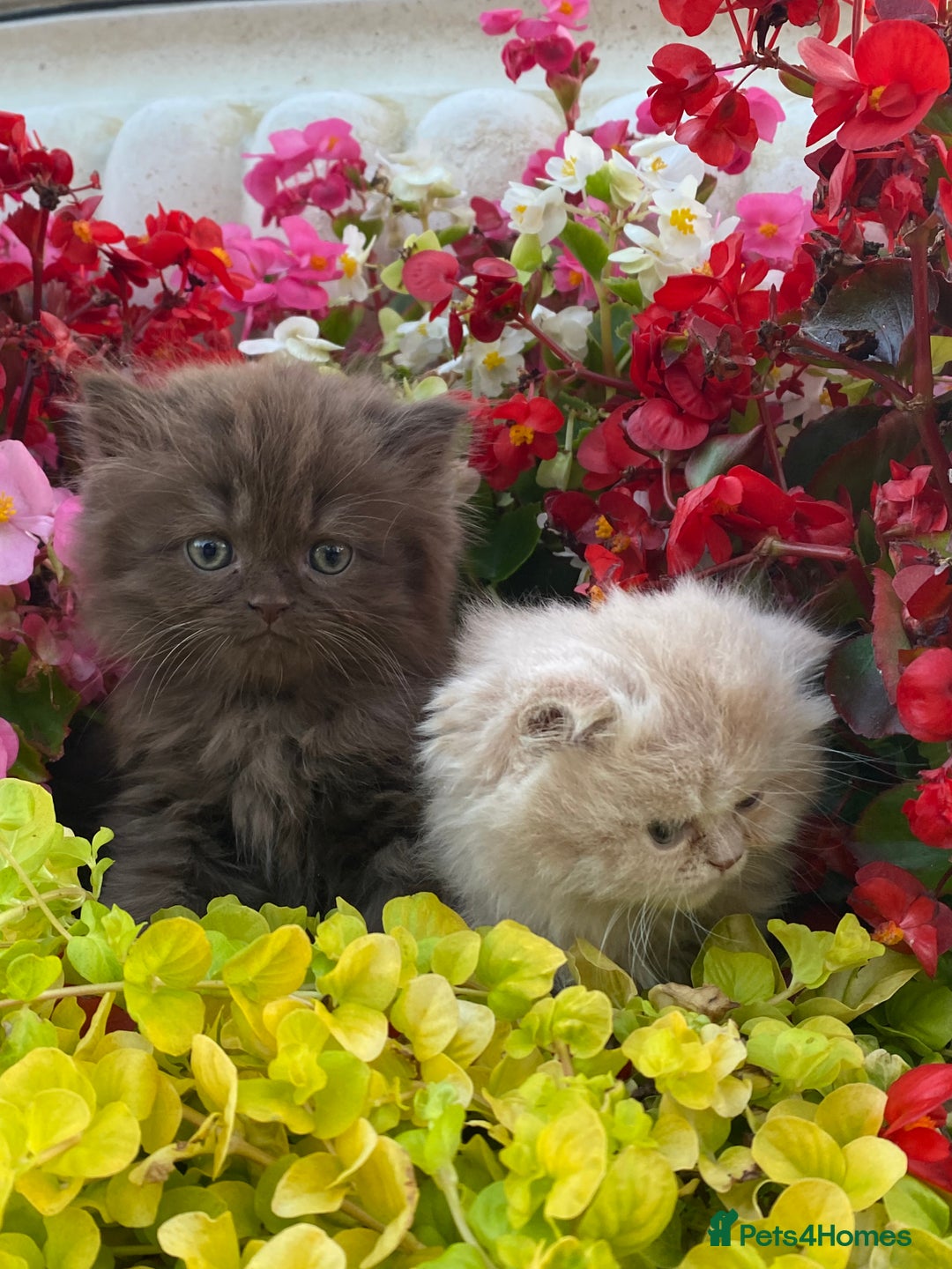 British Longhair cats for sale: British longhair and shorthair kittens for sale - Image 6