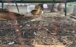 Ducks poultry for sale: 2 Indian runner sucks female  - Image 4