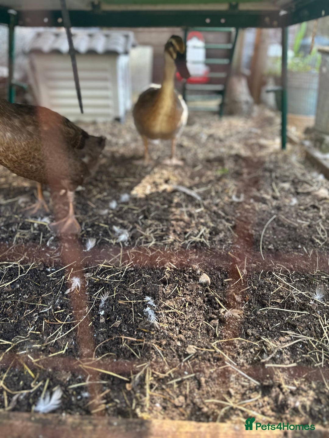 Ducks poultry for sale: 2 Indian runner sucks female  - Image 4