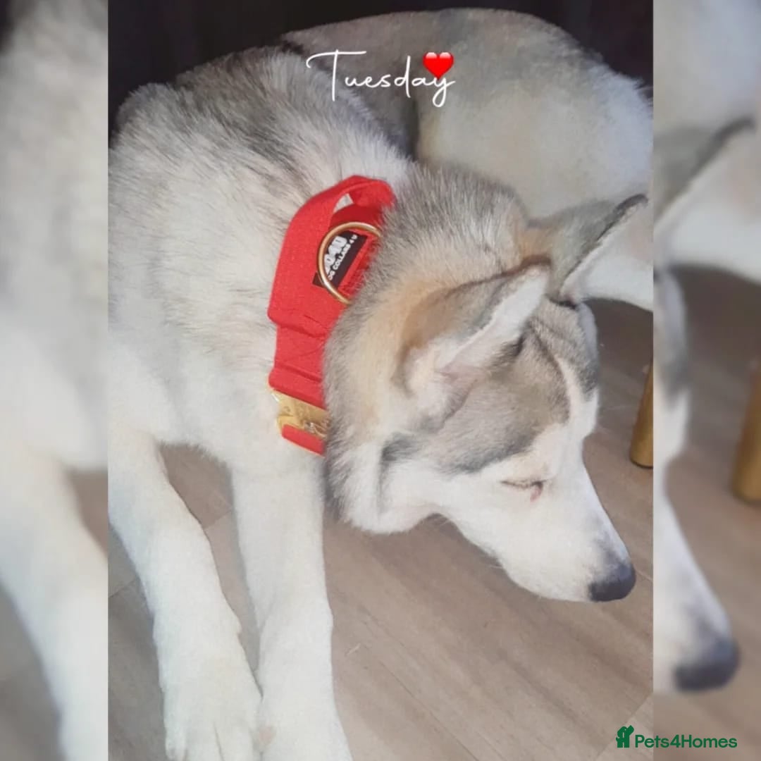 Siberian Husky dogs for sale: Beautiful husky boy for sale - Advert 5