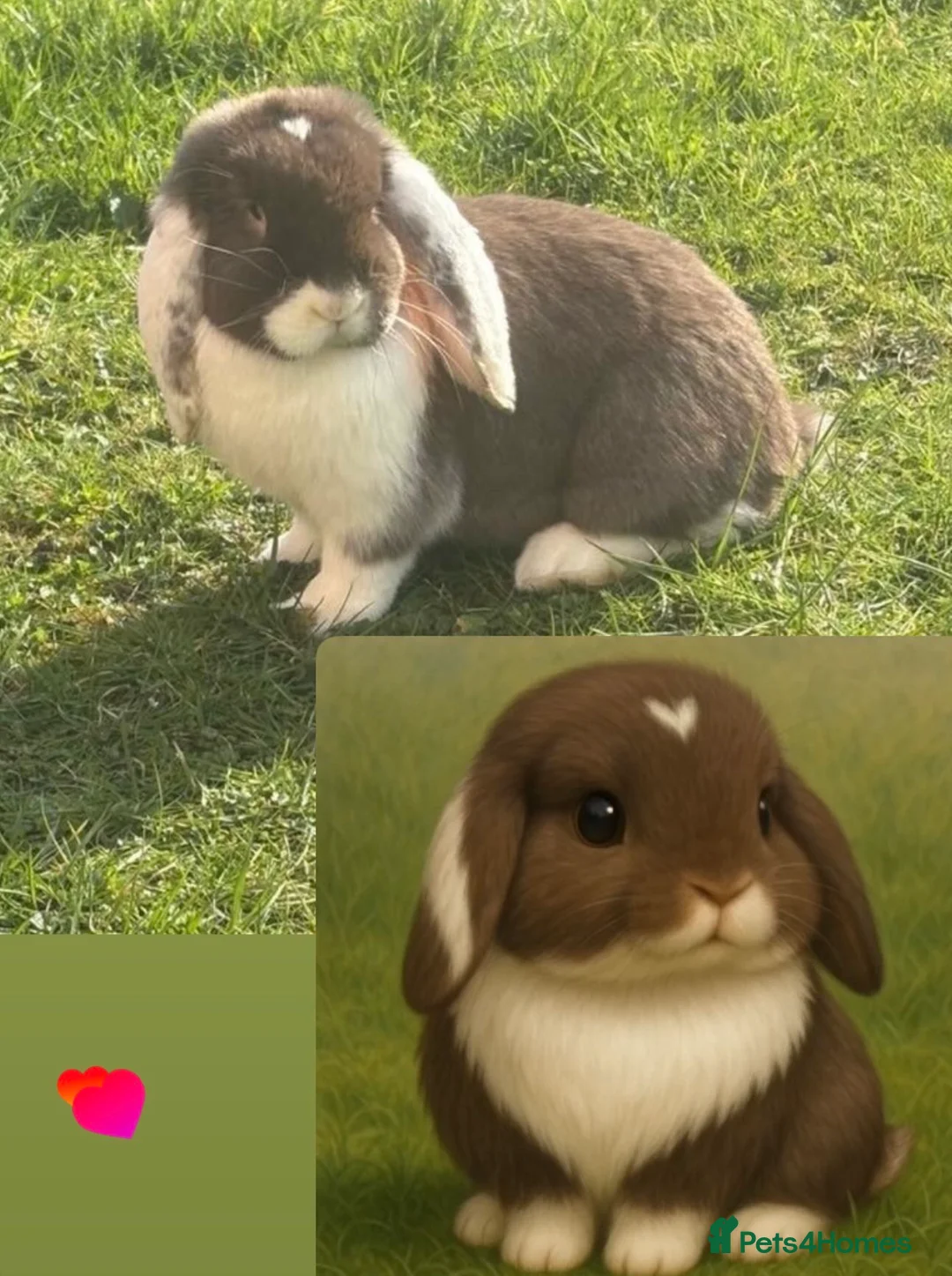 French Lop rabbits for sale: Bonded pair giant French females  - Advert 2