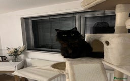 Maine Coon cats for sale: 2 year old mainecoon FEMALE - Image 4