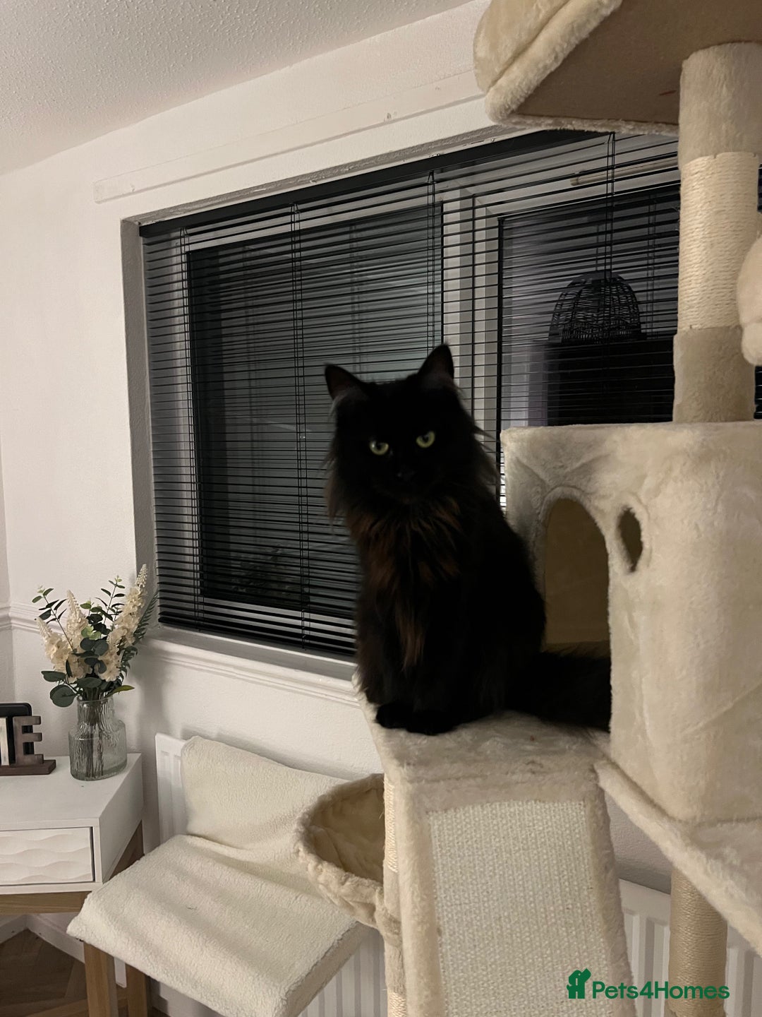 Maine Coon cats for sale: 2 year old mainecoon FEMALE - Image 4