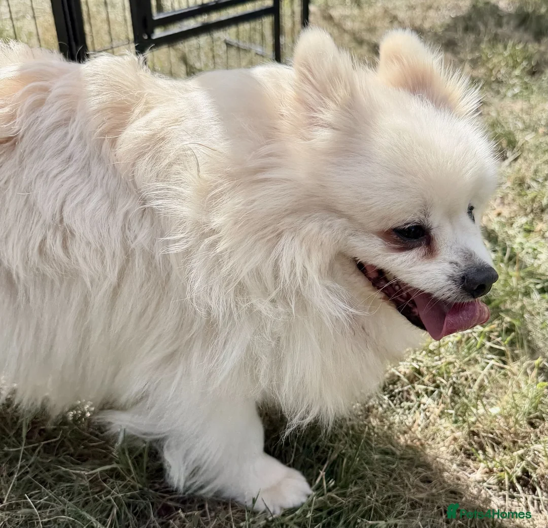 Pomeranian dogs for adoption: 🐾 PEARL – Female Pomeranian 🐾 - Advert 9
