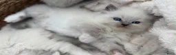 Ragdoll cats for sale: 💎 TORTED GCCF Ragdoll Kittens💎 - Advert 4