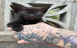 Ragdoll cats for sale: Gorgeous ragdoll cross kittens  - Image 11