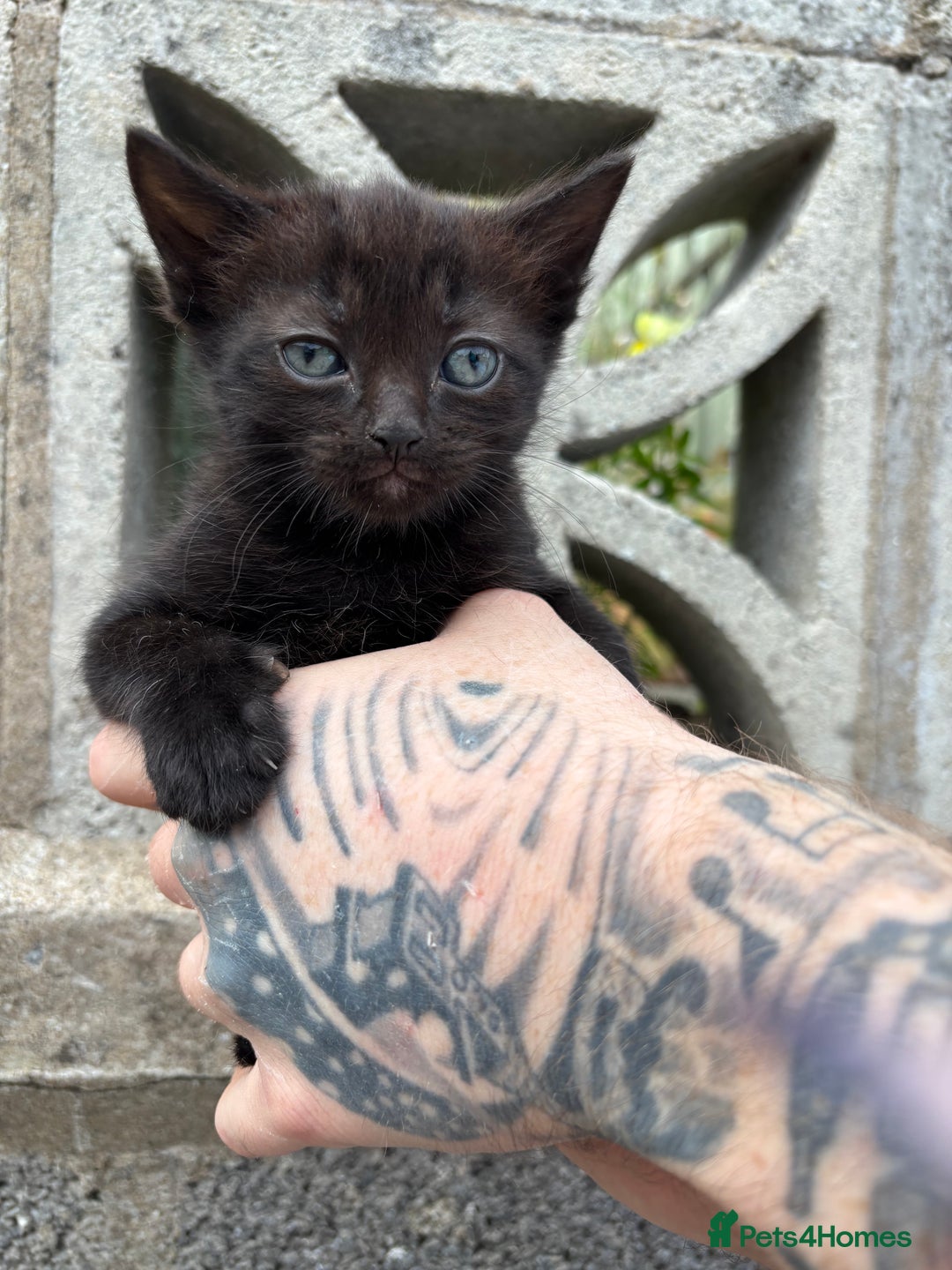 Ragdoll cats for sale: Gorgeous ragdoll cross kittens  - Image 11