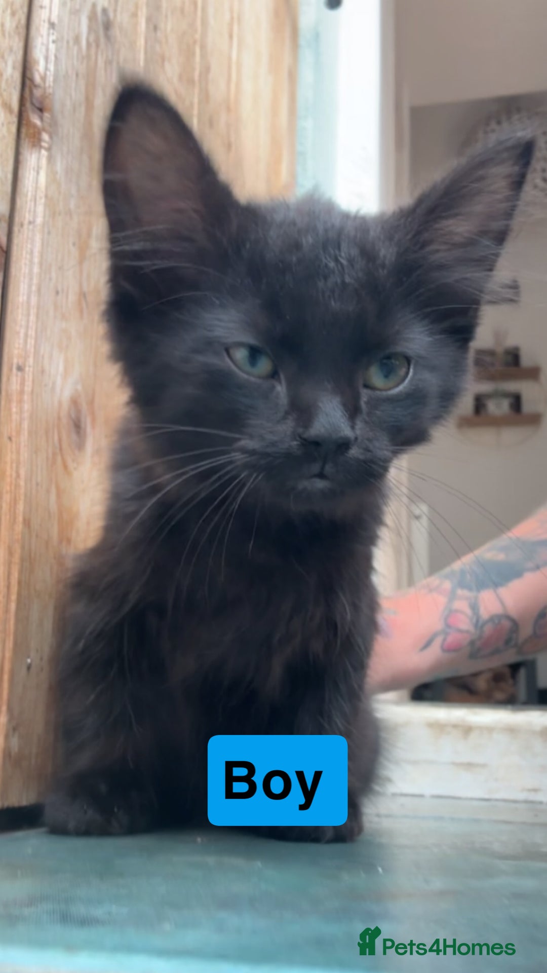 Domestic Shorthair cats for sale: Gorgeous fluff balls needing a home - Image 5