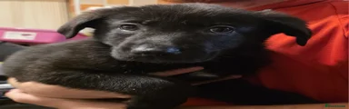 German Shepherd 8
