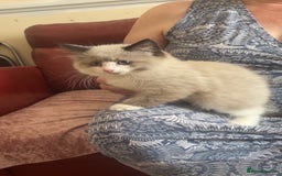 Mixed Breed cats for sale: Beautiful male kitten for sale - Image 3