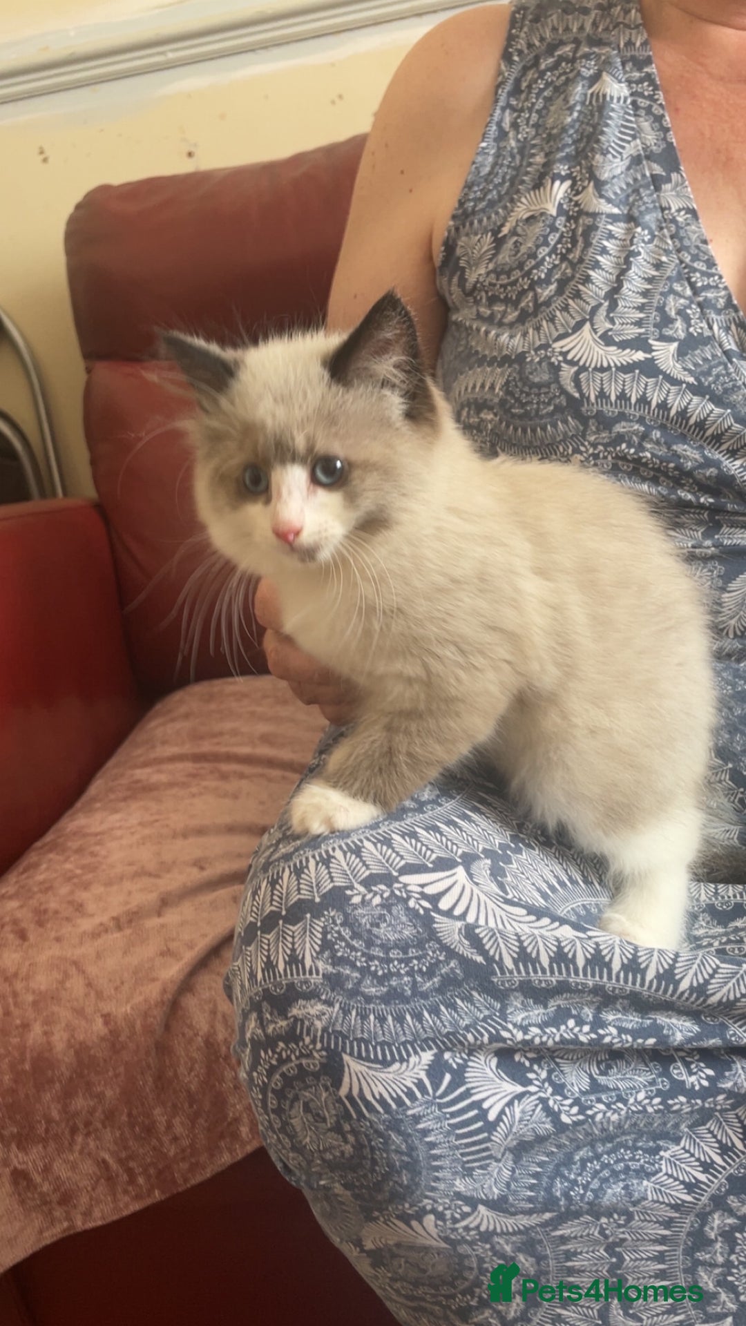 Mixed Breed cats for sale: Beautiful male kitten for sale - Image 3