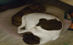 Mixed Breed dogs for sale: ESS X DACHSHUND LAST ONE NOW AVAILABLE  in Mexborough - Image 11
