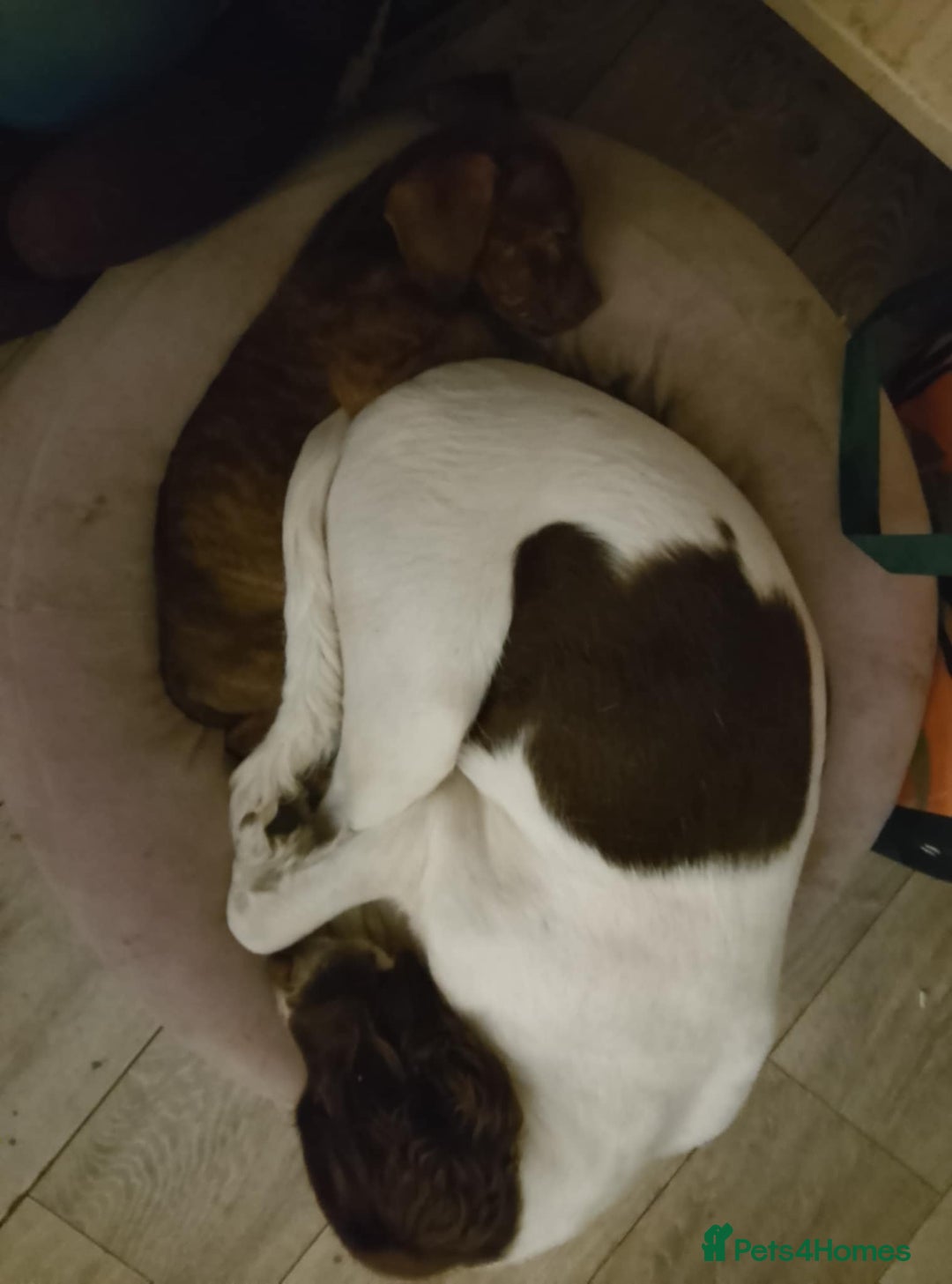 Mixed Breed dogs for sale: ESS X DACHSHUND LAST ONE NOW AVAILABLE  in Mexborough - Image 11