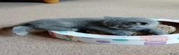 British Shorthair cats for sale: Stunning 11 week British shorthair female - Advert 8