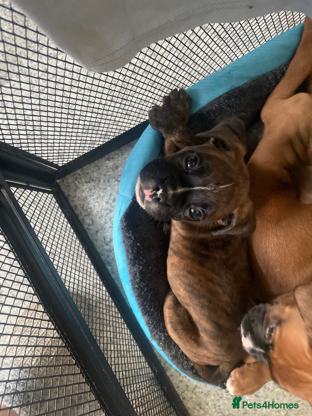 Boxer dogs for sale: 3 beautiful brindle boys for sale  - Advert 3