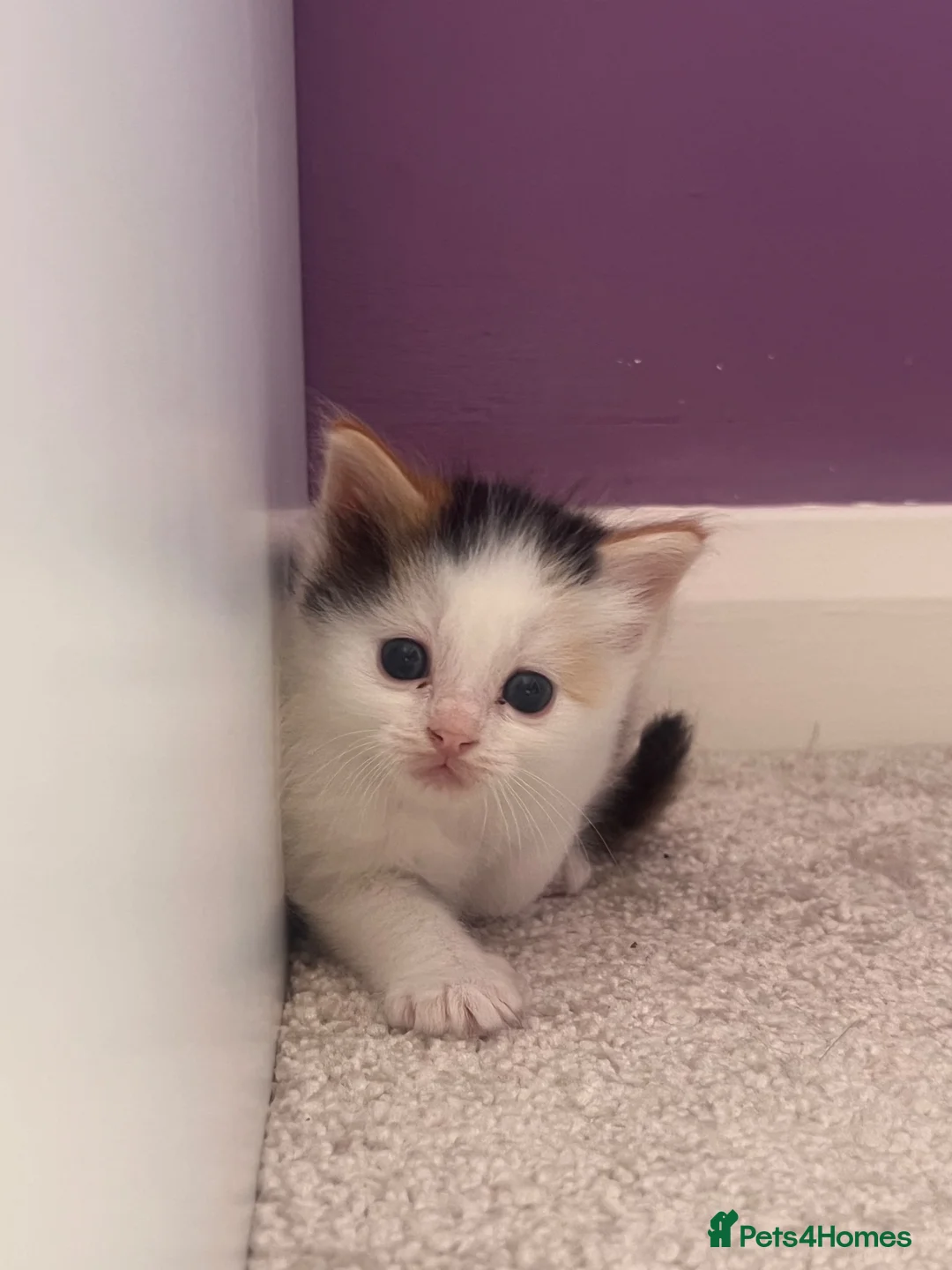 Ragdoll cats for sale: Beautiful ¾ Ragdoll Female Kitten 🩷 in Brentwood - Advert 2
