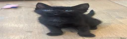 Domestic Shorthair cats for sale: 3 female kittens ready now in Bridgwater - Advert 3