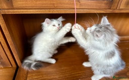 Siberian cats for sale: TICA Siberian kittens hypoallergenic & loving - Image 16