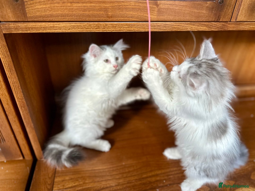 Siberian cats for sale: TICA Siberian kittens hypoallergenic & loving - Image 16