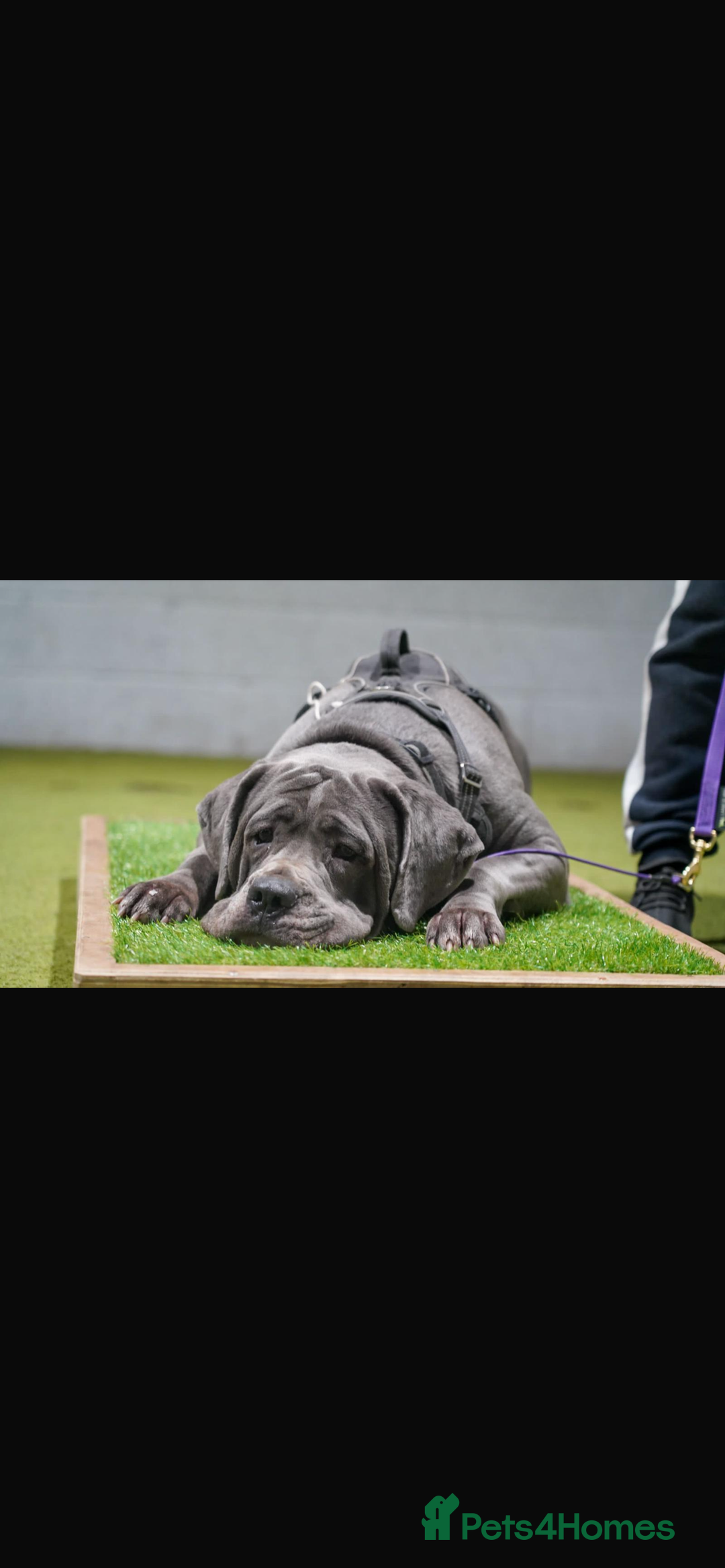 Cane Corso dogs for sale: Cane Corso Puppies  - Advert 10
