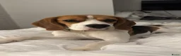 Beagle dogs for sale: Beagle in Ashington - Advert 3