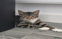 Mixed Breed cats for sale: Tabby boy kitten - Image 2