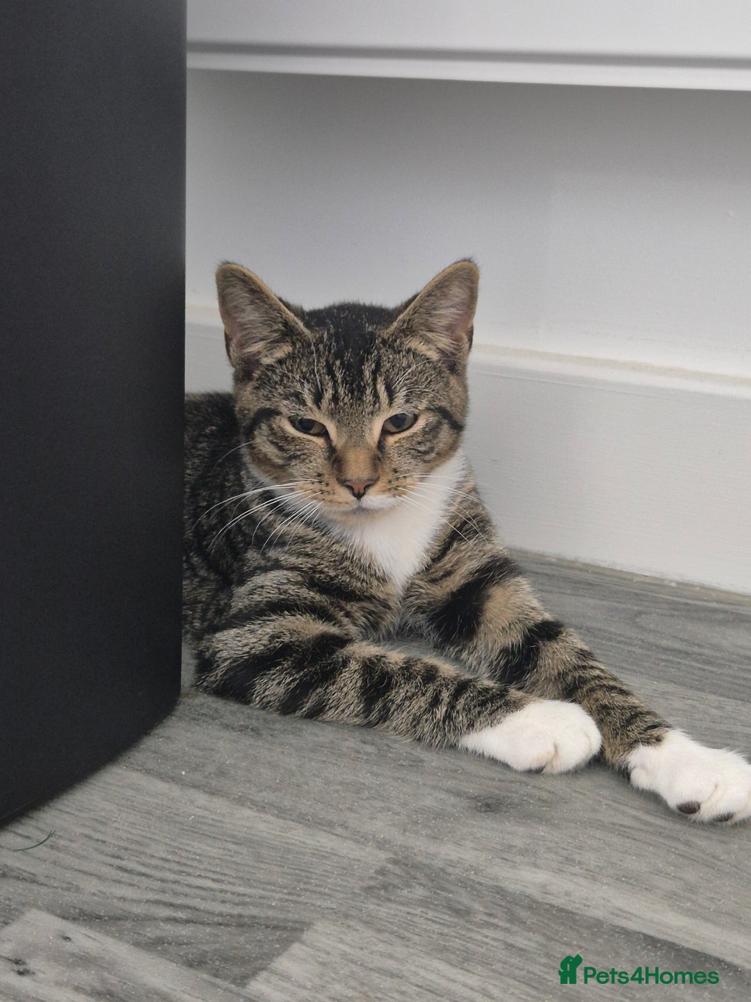 Mixed Breed cats for sale: Tabby boy kitten - Image 2