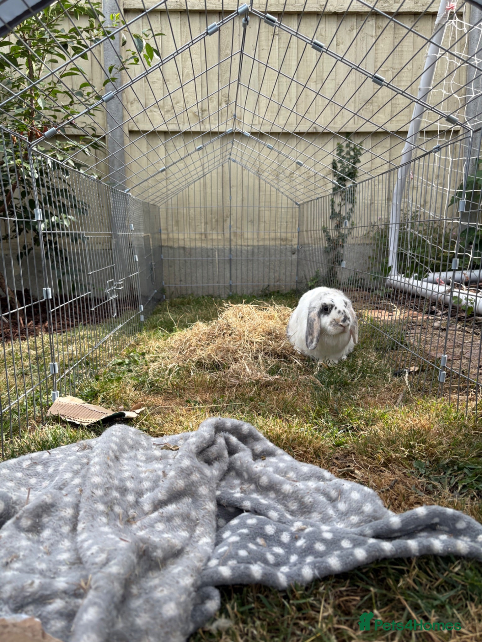 Mixed Breed rabbits Male rabbit  - Advert 1