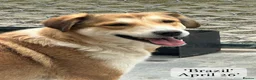 Mixed Breed dogs for adoption: Brazil, 5-6 yrs old. Available for adoption. in Brixham - Advert 13