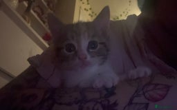 Mixed Breed cats for sale: beautiful kittens looking for forever loving homes - Image 7